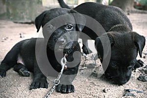 Two cute black Labrador retriever puppies in chain.