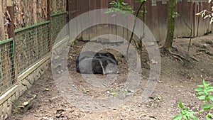 Two cute black pigs sleeping on the ground in farm on a summer day outdoor. Vietnamese Pot-bellied swine lies and rest