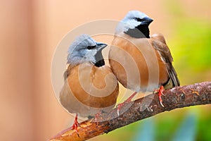 Two cute black-throated or parson finches perching on a branch tightly together side by side