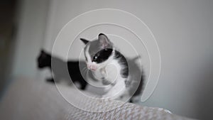 Two Cute Black and white Kittens climb on the back of the sofa, playing and fighting. Concept of Adorable Cat Pets