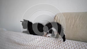 Two Cute Black and white Kittens climb on the back of the sofa, playing and fighting. Concept of Adorable Cat Pets