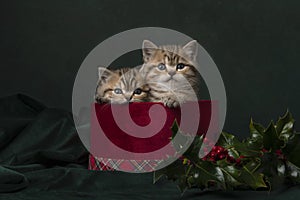 Two cute british shorthair kittens in a red velvet present box on a classic green background