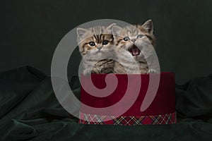 Two cute british shorthair kittens in a red velvet present box on a classic green background in a still life