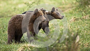 Two cute brown bear cubs walking on a meadow with green grass in spring