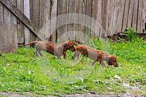 Two cute brown dachshund puppies