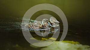 Two cute brown ducklings are swimming along a forest river, in which green leaves of water lilies grow on a summer day. Nature and