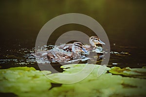 Two cute brown ducklings are swimming along a river, in which green leaves of water lilies grow on a summer day. Wildlife