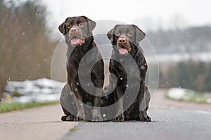 Two cute young brown labrador retriever dogs puppies sitting together on the concrete street smiling