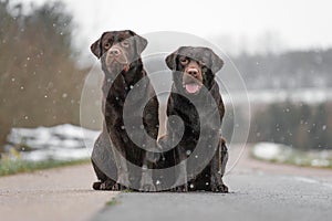 Two cute young brown labrador retriever dogs puppies sitting together on the concrete street smiling