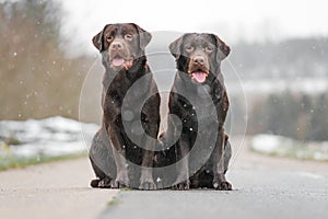 Two cute young brown labrador retriever dogs puppies sitting together on the concrete street smiling