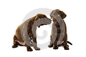 Two cute brown labrador retriever puppies sitting talking to each other