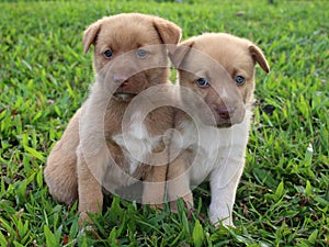 Two cute brown puppies sitting together