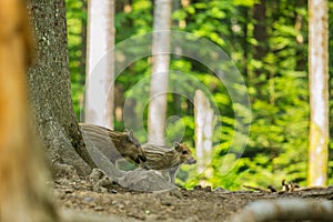 Two cute brown and yellow striped piglets of wild boar