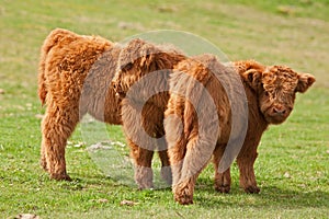 Two cute calf of highland cattle