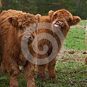 Two cute calf of highland cattle in Sweden