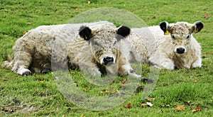 Two cute calves lying relaxed in the grass photo