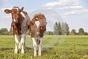Two cute calves standing upright together in a green meadow under a blue sky and a horizon