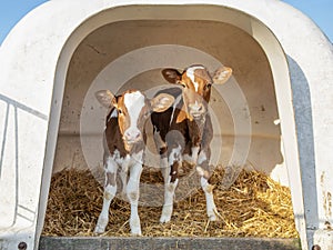 Two cute calves in a white calfhutch, on straw and with sunshine