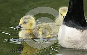 Two cute Canada Geese Goslings, Branta canadensis, swimming on a lake in spring.