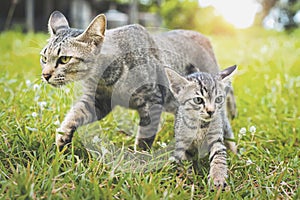 two cute cat walking playing on green grass