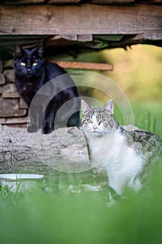 Two cute cate cats staring curiosly towards the camera