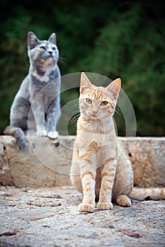 Two cute cats