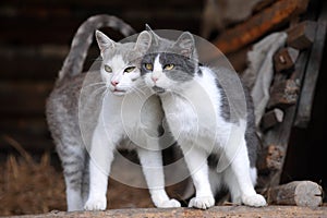 Two cute cats