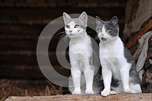 Two cute cats