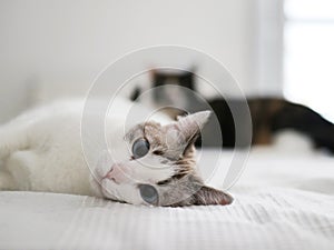 Two cute cats on a bed