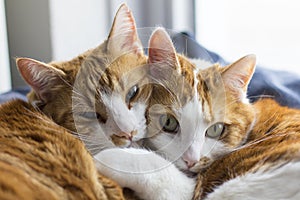 Two cute cats cuddling photo
