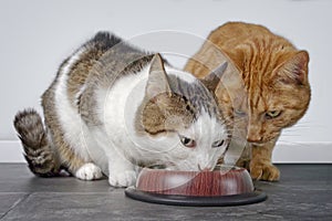 Two cute cats eating together cat food.