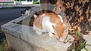 Two cute cats are eating under the tree