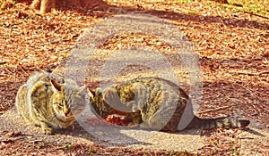 Two cute cats have a lunch