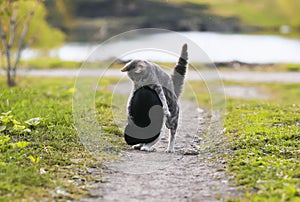 Two cute cats having fun playing in the yard on the grass