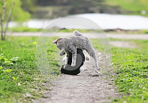 Two cute cats having fun playing in the yard on the grass in the