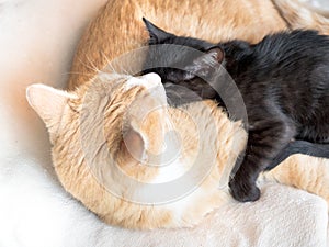 two cute cats hugging, a black and ginger one