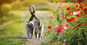 Two cute cats in love walk through a green meadow with red poppies and caress a warm summer sunny day