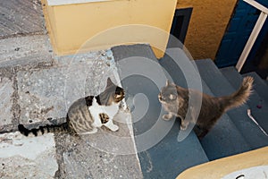 Two cute cats meeting outdoors