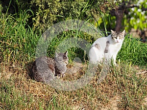 Two cute cats in the morning sun, Mollerussa, Lleida, Spain