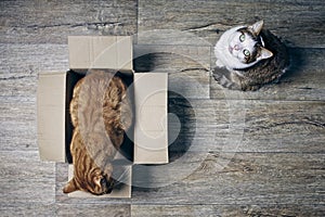 Two cute cats playing with a cardboartd box seen from a high angle view .