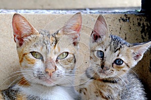 Two cute cats posing in front of the camera