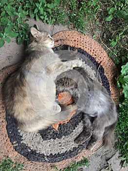 Two cute cats are resting on a dirty round rug