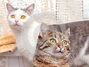 Two cute cats in a room with attentive looks