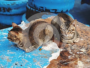 Two cute cats sat on a wooden table with blue paint