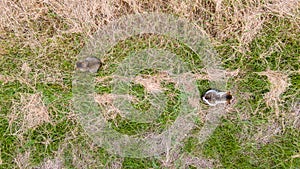 Two cute cats sitting in a field.