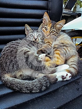 two cute cats sitting pretty