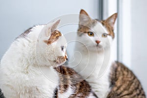 Two cute cats are sitting by the window