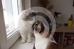 Two cute cats sitting on window sill. Friendship between two domestic cats. Close up photo