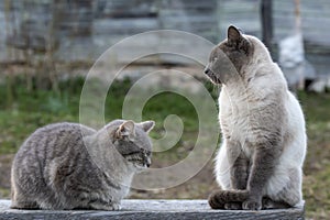 Two cute cats are sitting on a wooden bench, one is sleeping, the other is looking to the side, against the background of the wall