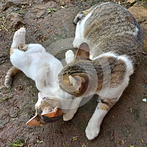 Two cute cats sitting in the yard